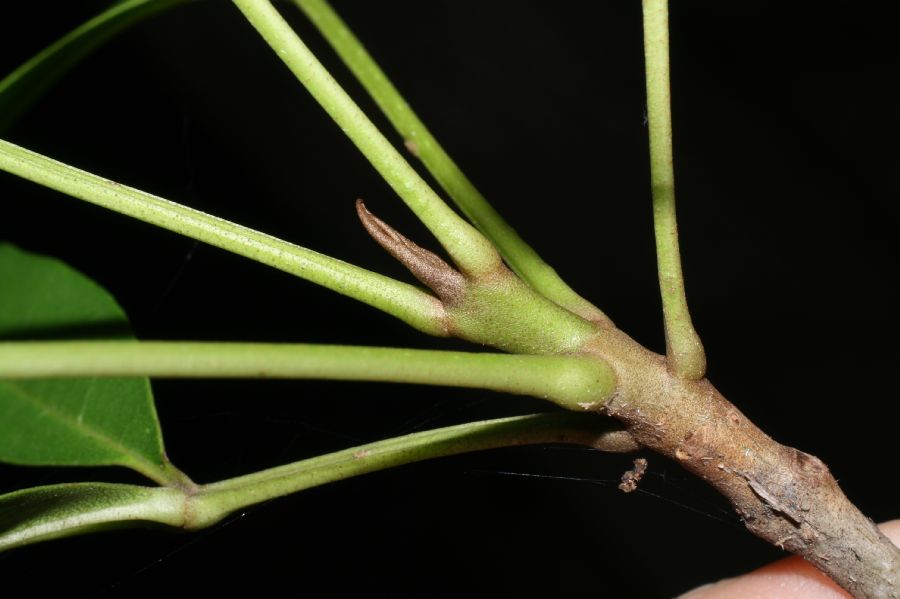 Bignoniaceae Tabebuia palustris