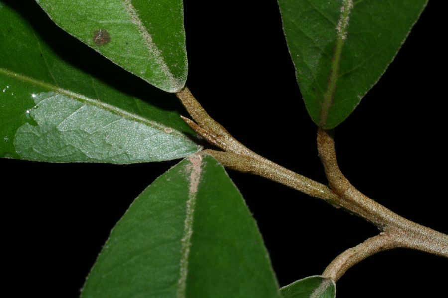 Capparaceae Capparis indica