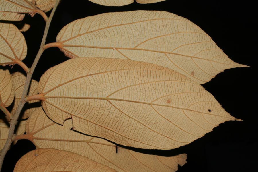 Sparmanniaceae Luehea seemanii