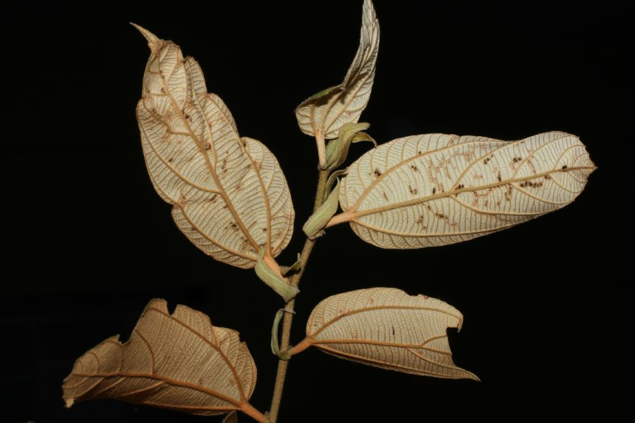 Sparmanniaceae Luehea seemanii