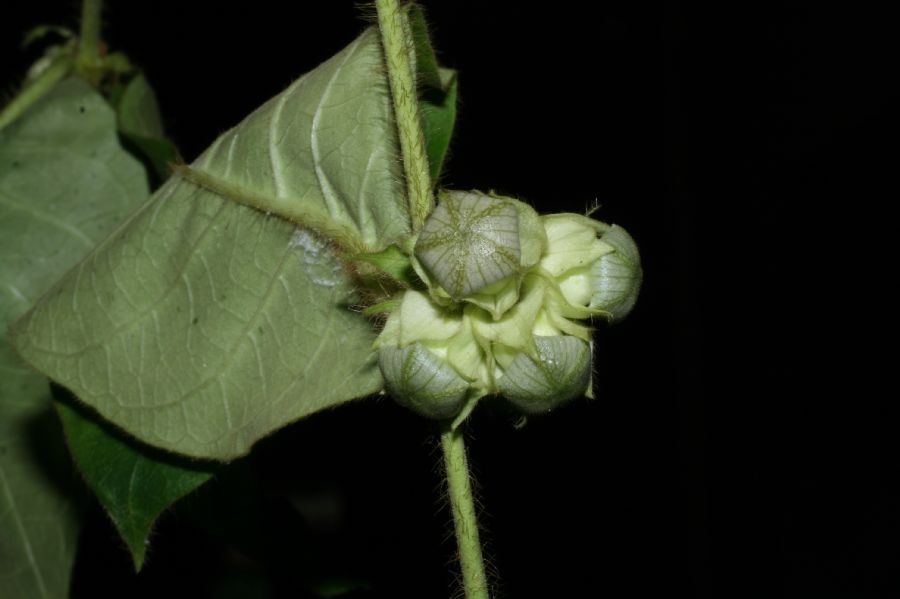 Apocynaceae Macroscepis pleistantha
