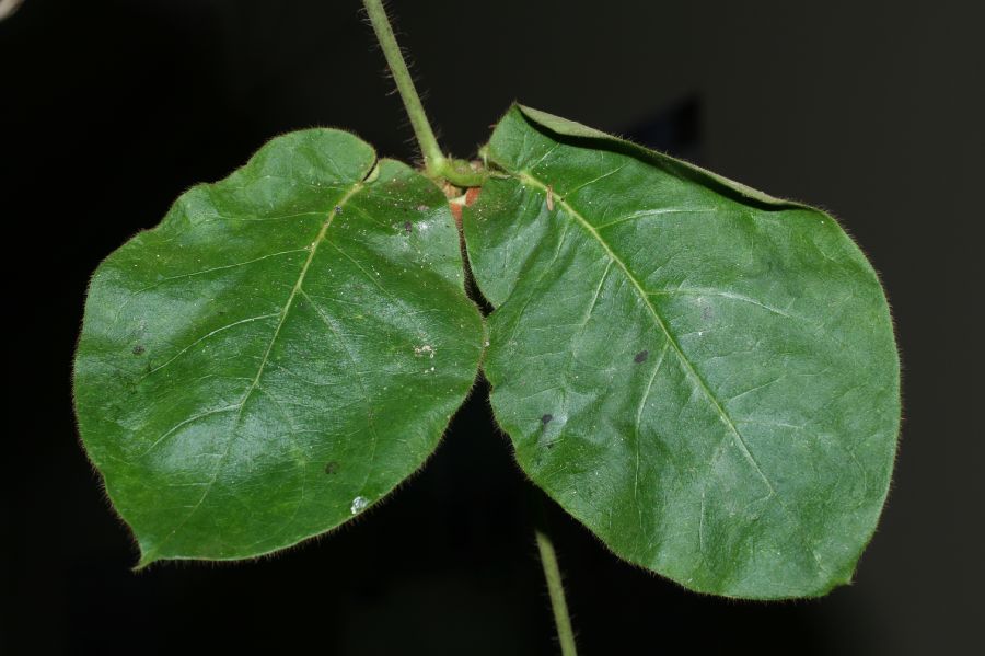 Apocynaceae Macroscepis pleistantha