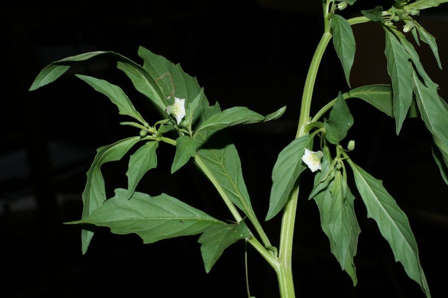Solanaceae Physalis angulata
