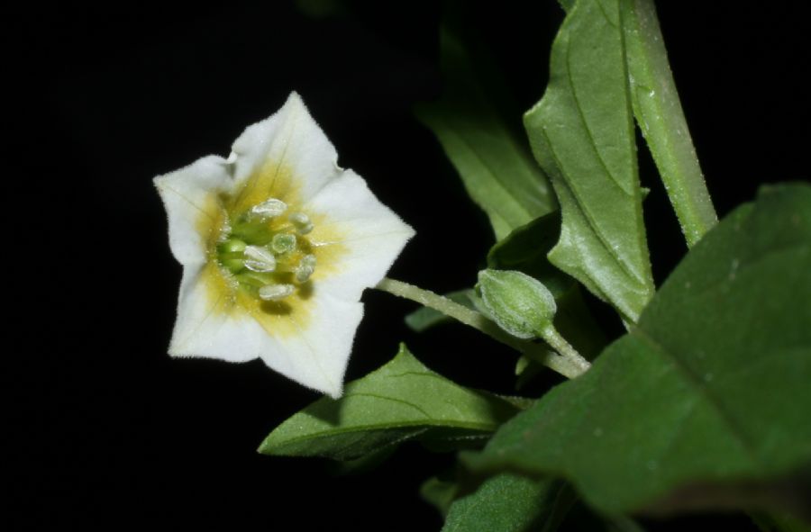 Solanaceae Physalis angulata