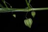image of Physalis angulata