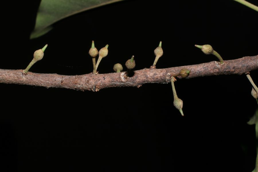 Sapotaceae Sideroxylon capiri