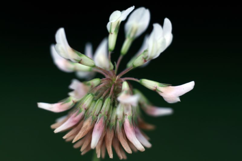 Fabaceae Trifolium stoloniferum