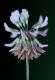 image of Trifolium stoloniferum