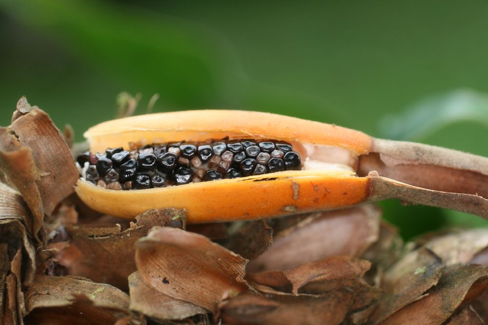 Costaceae Dimerocostus strobilaceus