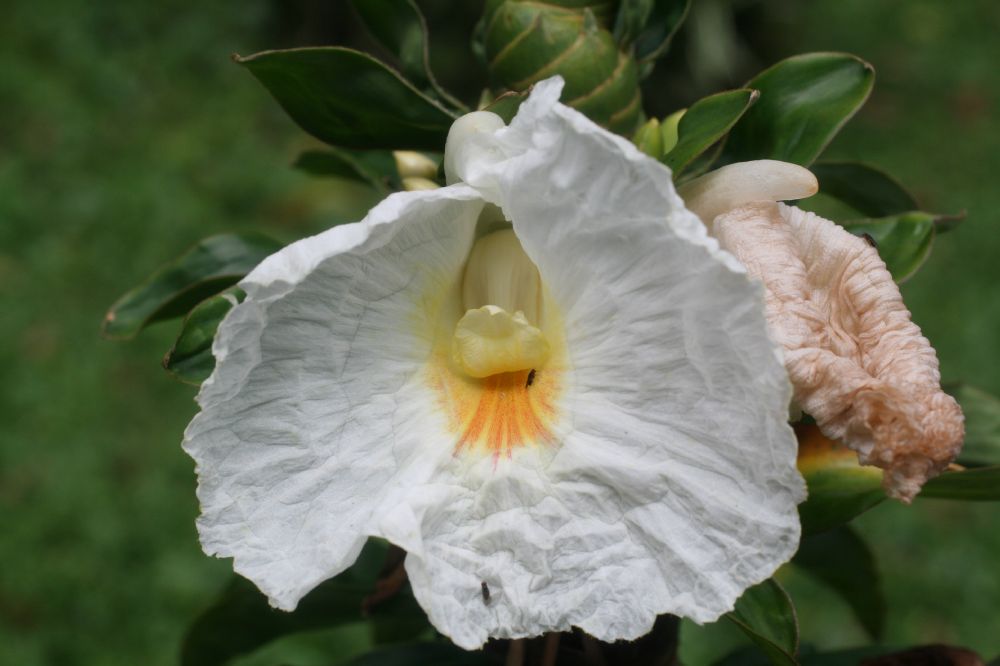 Costaceae Dimerocostus strobilaceus