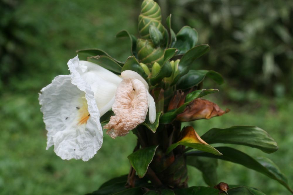 Costaceae Dimerocostus strobilaceus