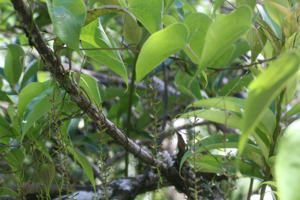 Dioscoreaceae Dioscorea bulbosa