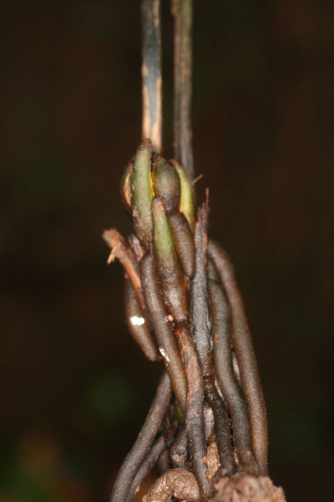Athyriaceae Diplazium prominulum