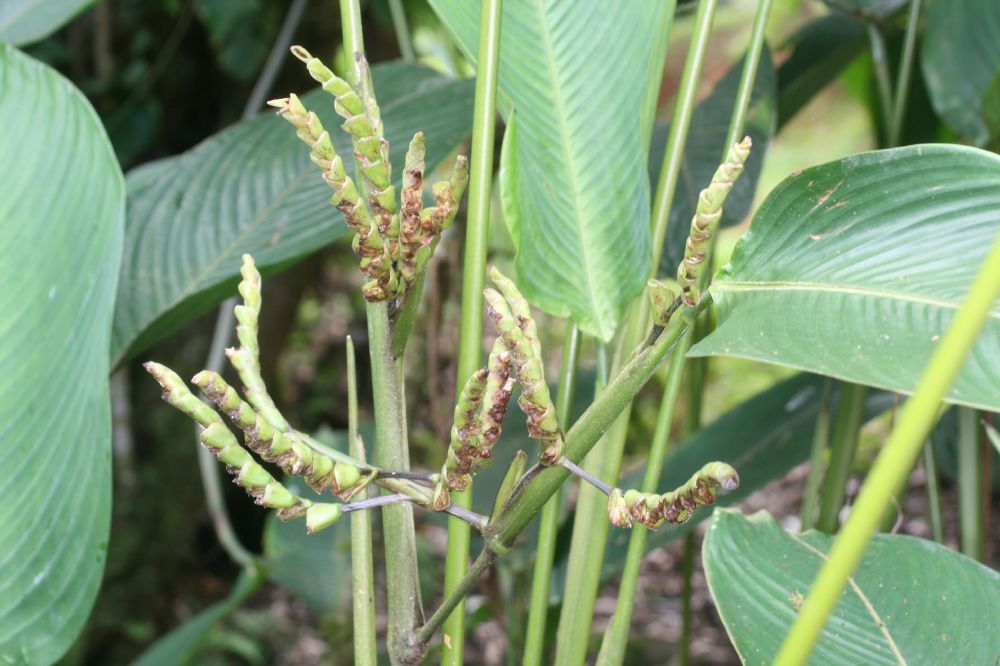 Marantaceae Ischnosiphon 