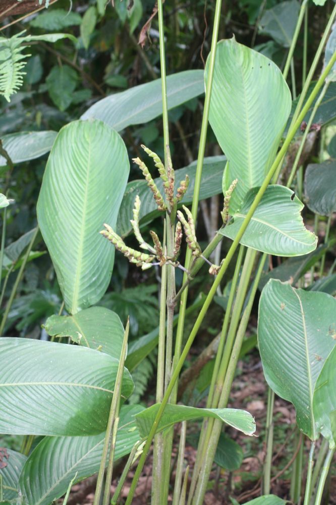 Marantaceae Ischnosiphon 