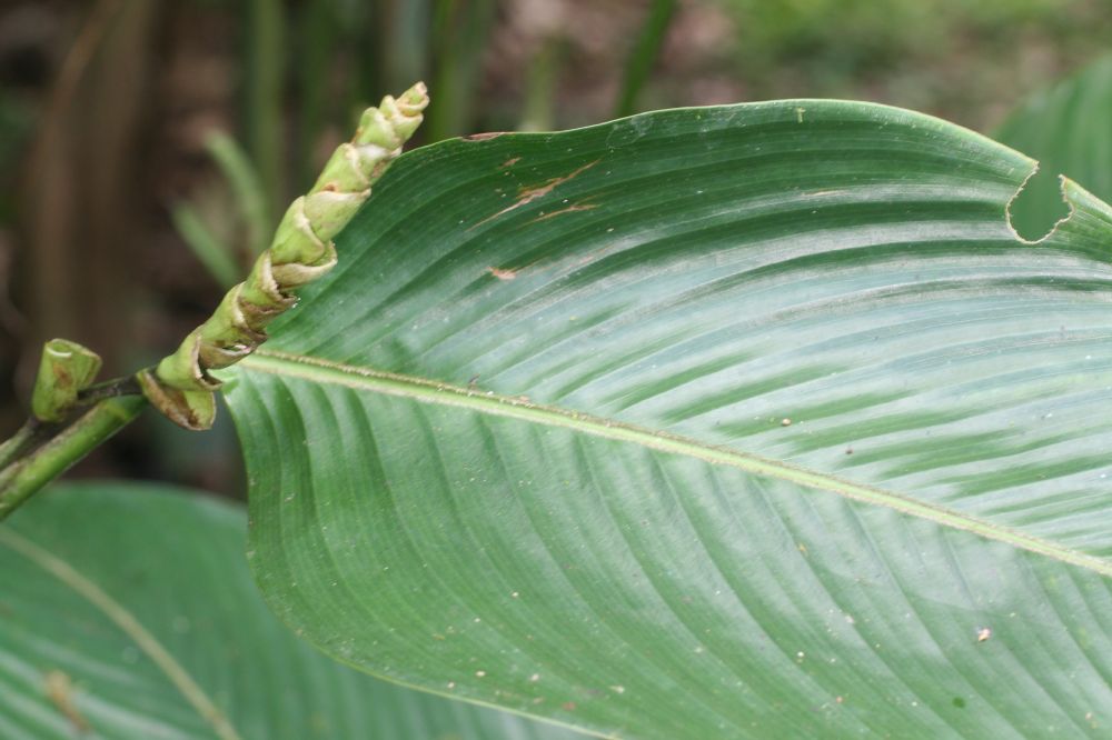 Marantaceae Ischnosiphon 