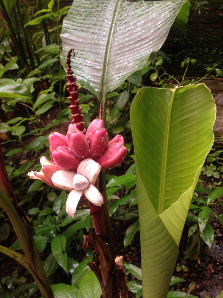 Musaceae Musa velutina