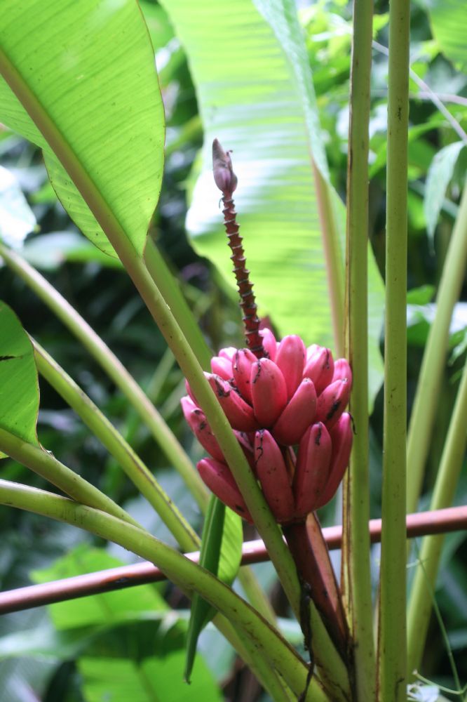 Musaceae Musa velutina