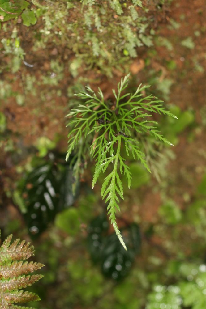 Pteridaceae Pteris altissima
