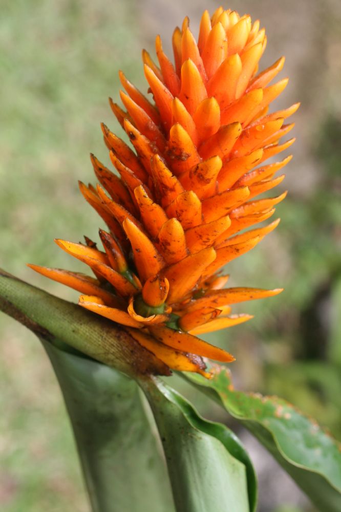 Zingiberaceae Renealmia cernua