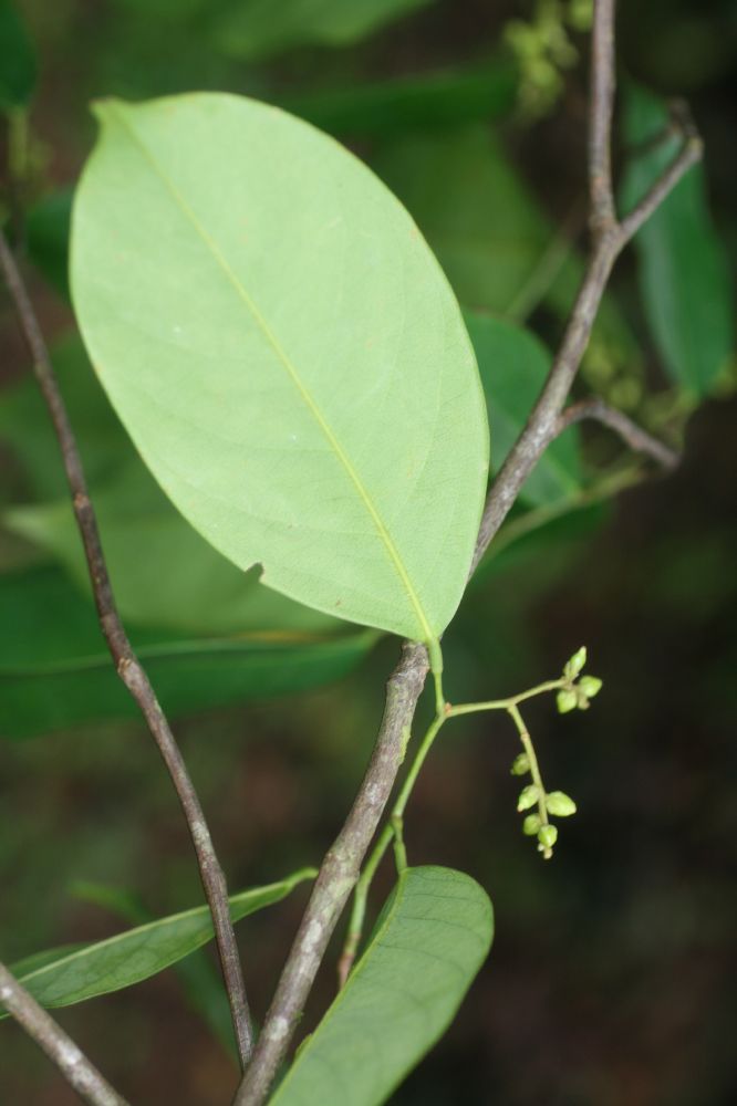 Lepidobotryaceae Ruptiliocarpon caracolito