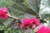 image of Syzygium malaccense