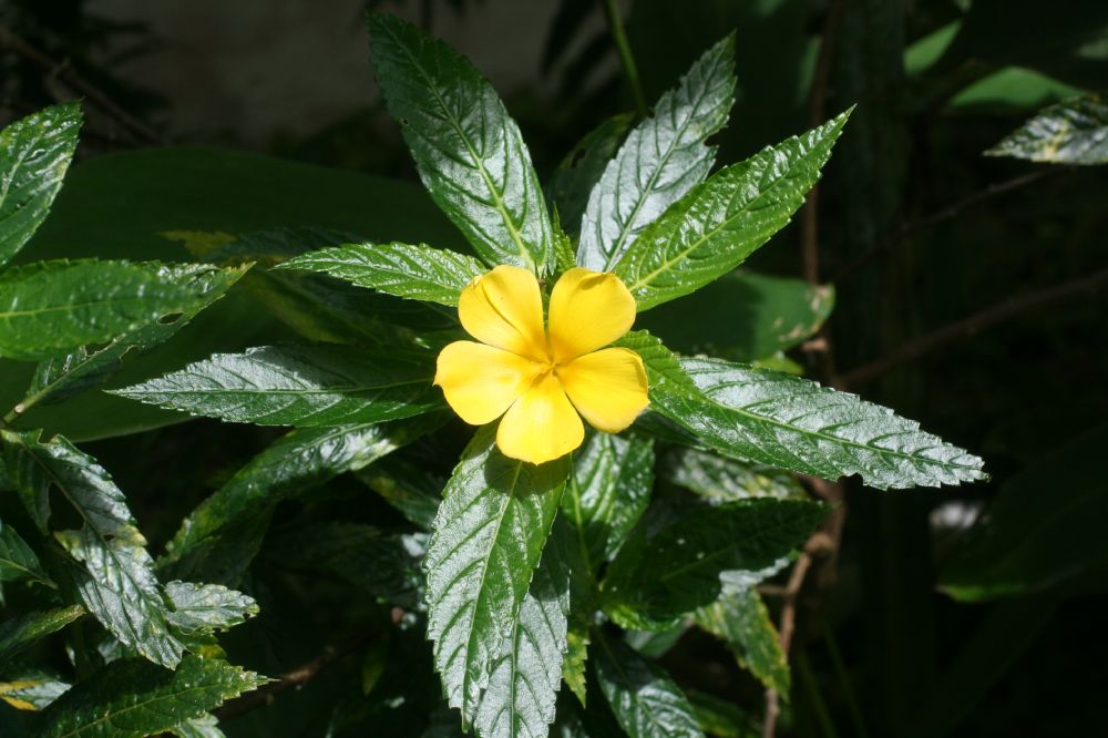 Passifloraceae Turnera ulmifolia