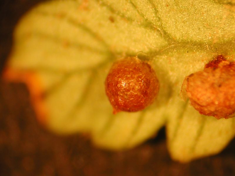 Cyatheaceae Alsophila polystichoides