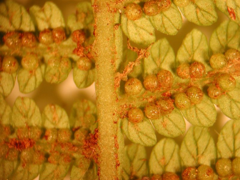 Cyatheaceae Alsophila polystichoides