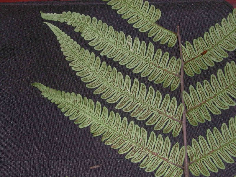 Cyatheaceae Cyathea mutica