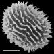 image of Megalastrum brevipubens