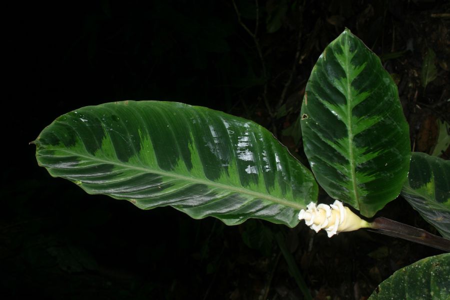 Marantaceae Calathea leucostachya