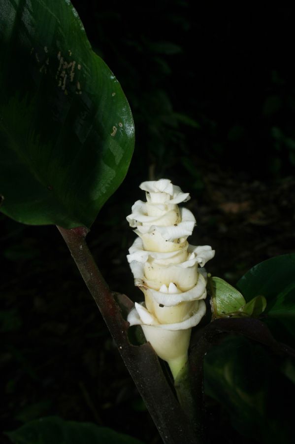 Marantaceae Calathea leucostachya