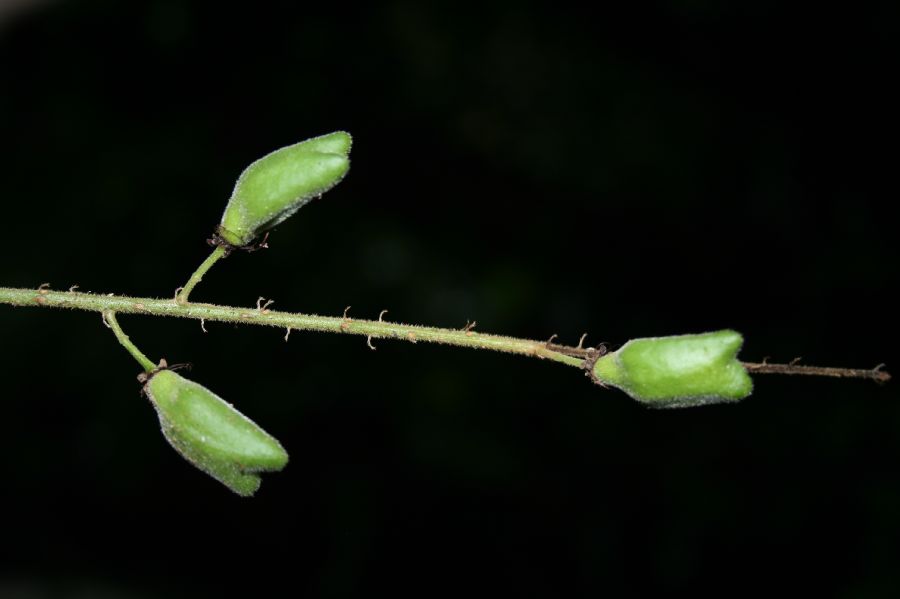 Chrysobalanaceae Hirtella lemsii