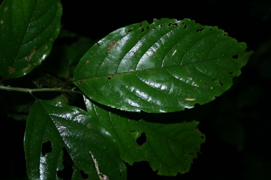 Rhamnaceae Colubrina spinosa