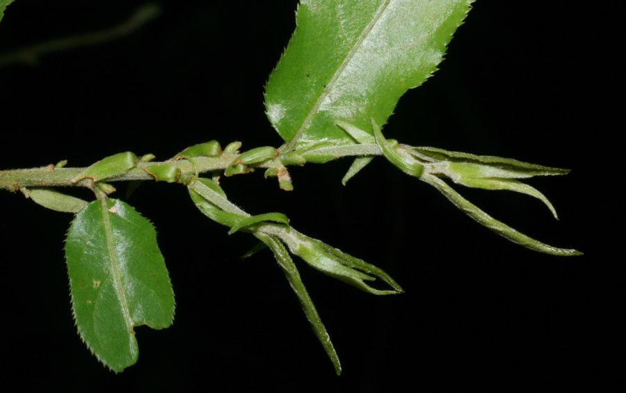 Salicaceae Casearia sylvestris
