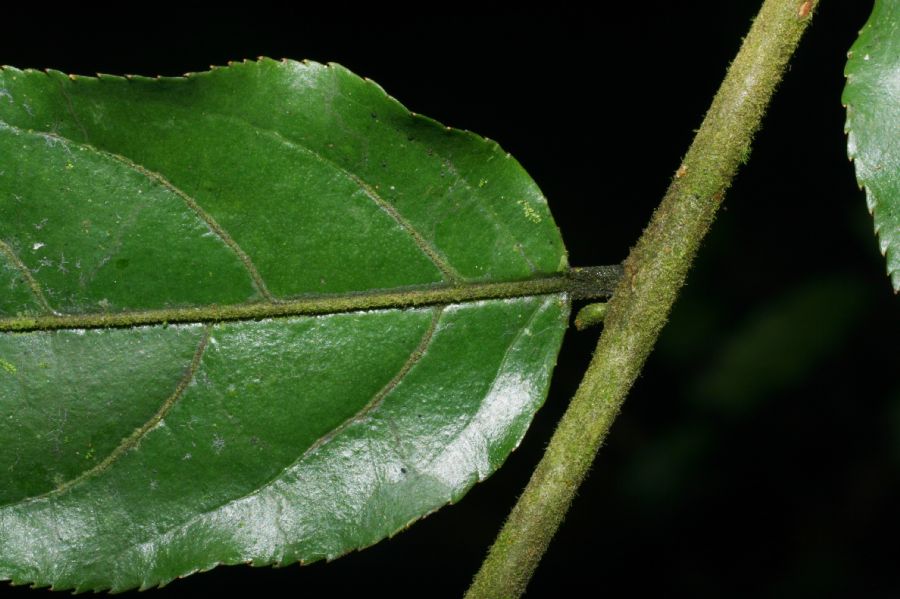 Salicaceae Casearia sylvestris