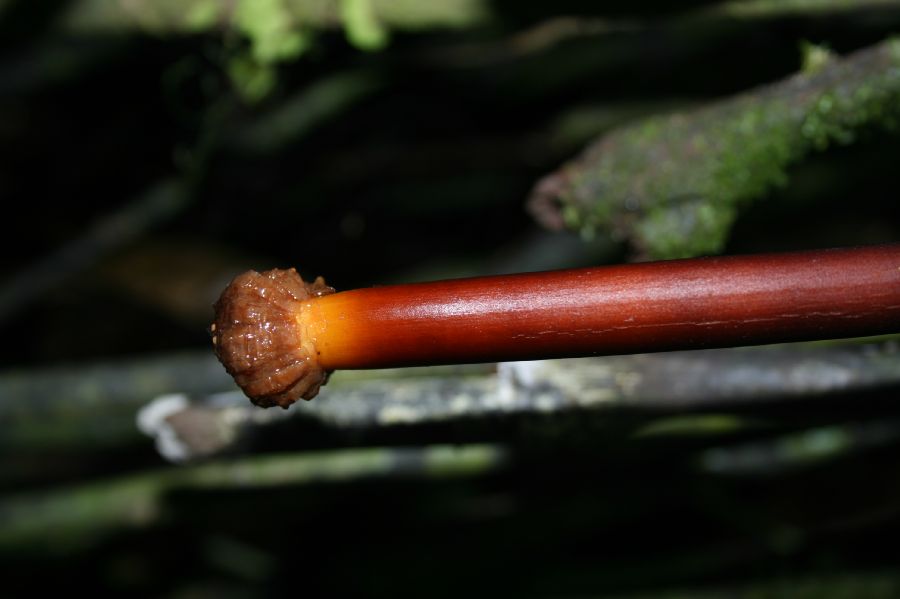 Arecaceae Iriartea deltoidea