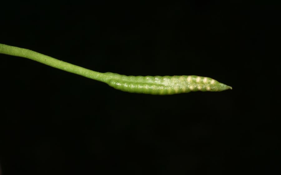 Ophioglossaceae Ophioglossum nudicaule