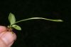 image of Ophioglossum nudicaule