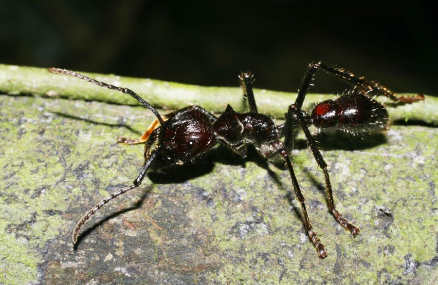 Formicidae Paraponera clavata