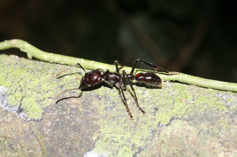 Formicidae Paraponera clavata