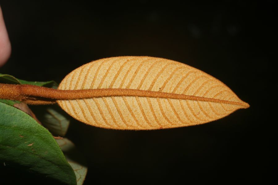 Hypericaceae Vismia macrophylla