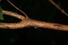 image of Vismia macrophylla