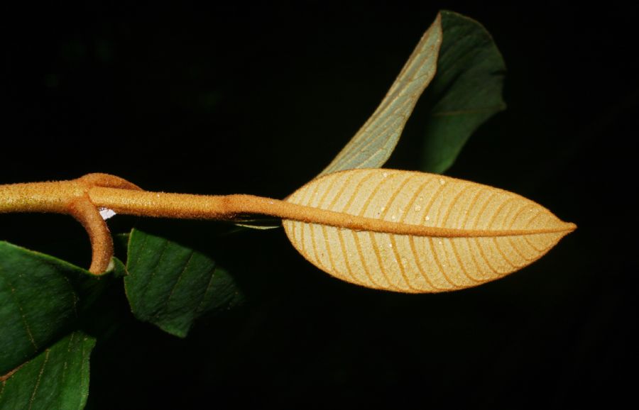 Hypericeae Vismea macrophylla