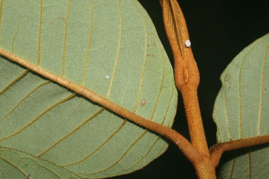 Hypericaceae Vismia macrophylla
