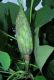 image of Liriodendron tulipifera