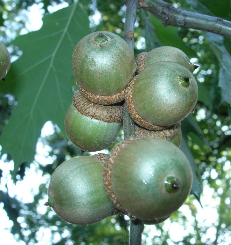 Fagaceae Quercus rubra