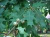 image of Quercus rubra