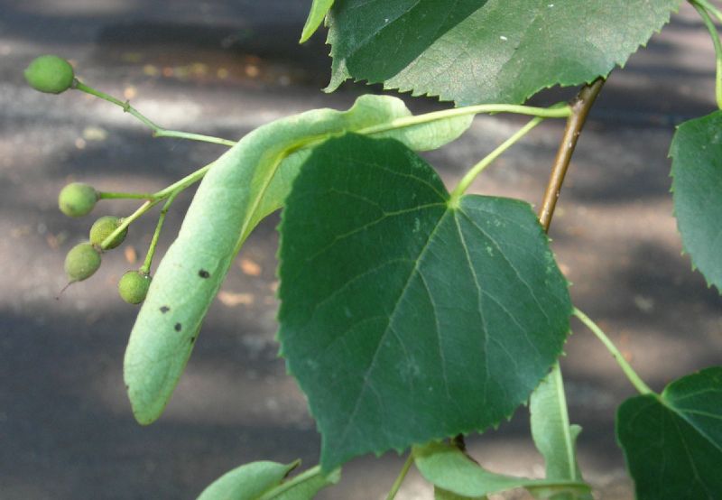 Tiliaceae Tilia cordata